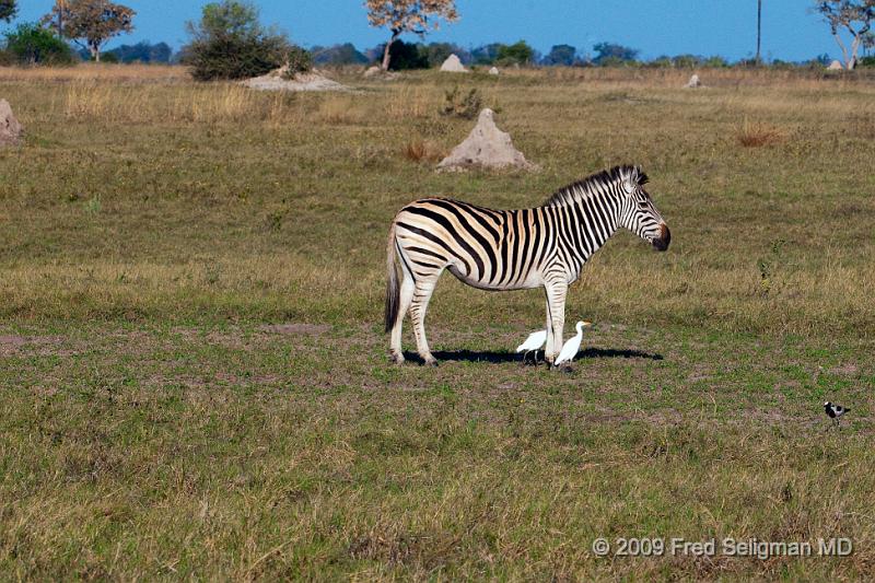 20090616_173131 D300 (1) X1.jpg - Zebras, Selinda Spillway, Botswana